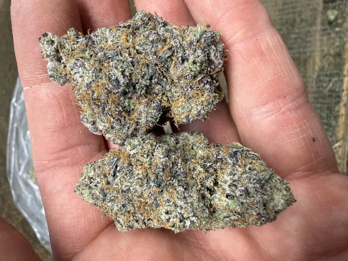 Purple Voodoo Flower